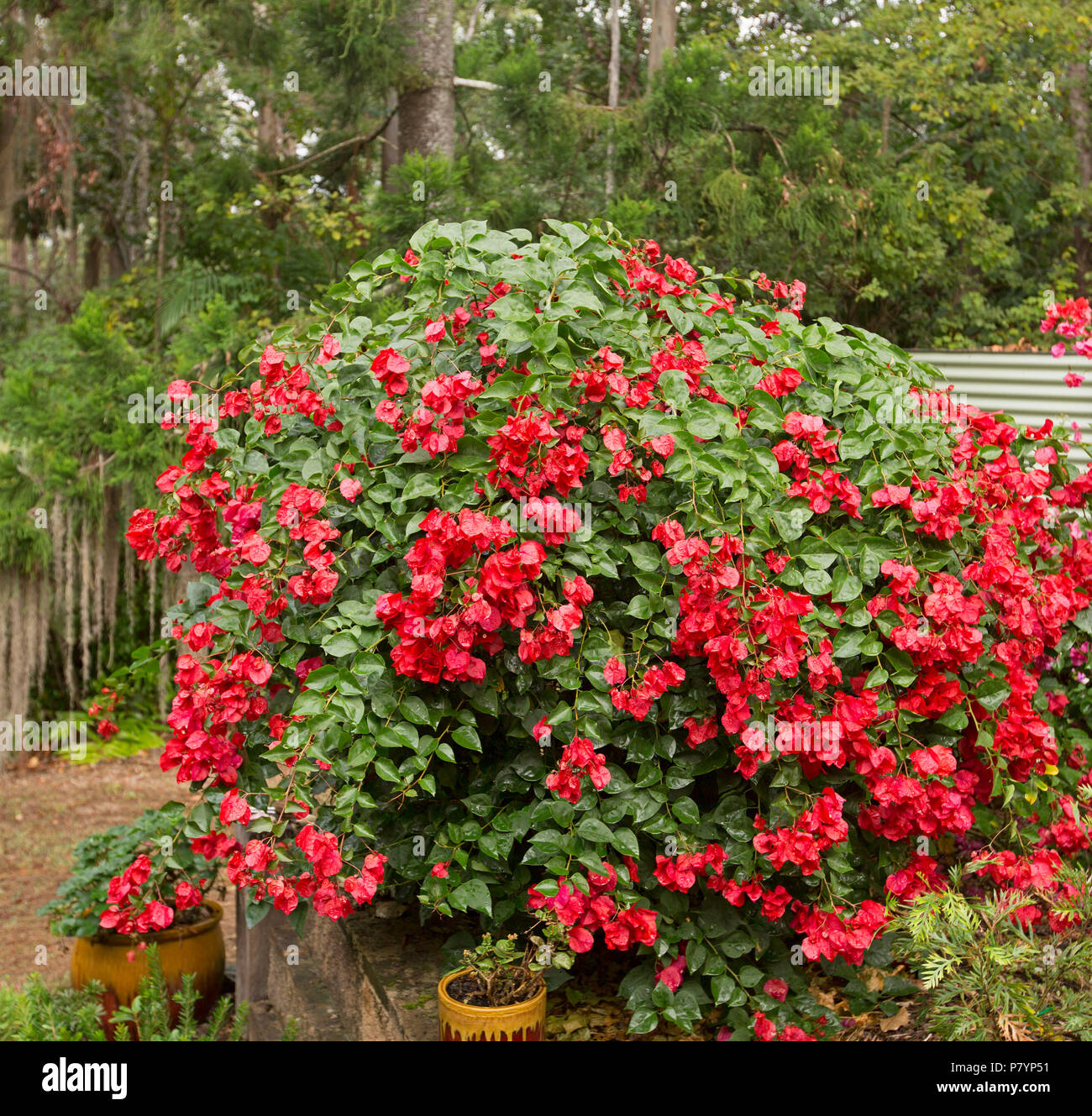 Bambino bougainvillea 'Jazzi', low drought tolerant shrub with masses of vivid red flowers and green foliage Stock Photo