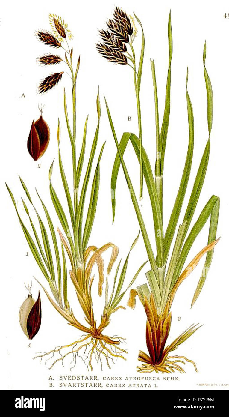 435 Carex atrata, C. atrofusca. Stock Photo
