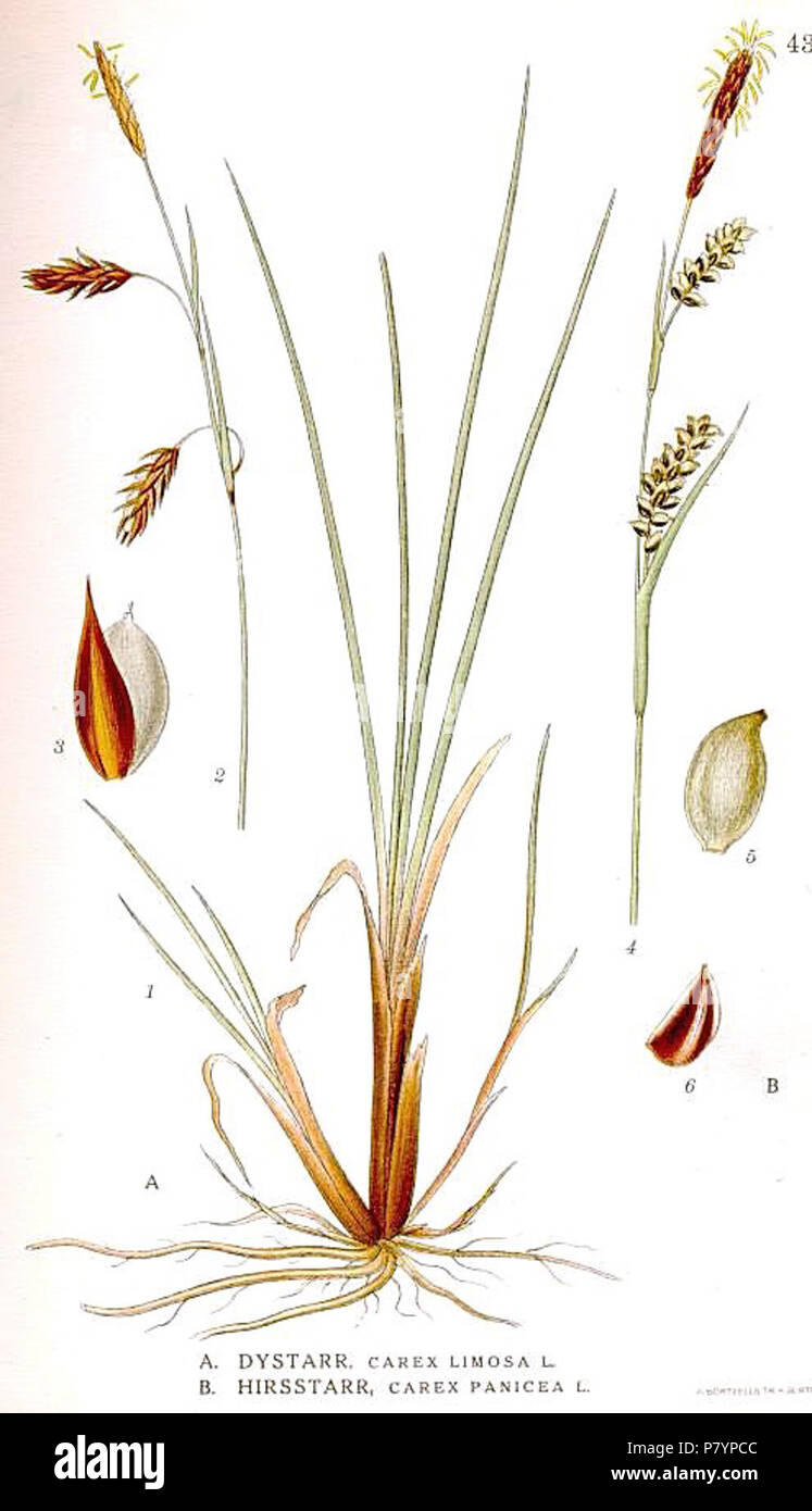 436 Carex limosa, C. panicea. Stock Photo