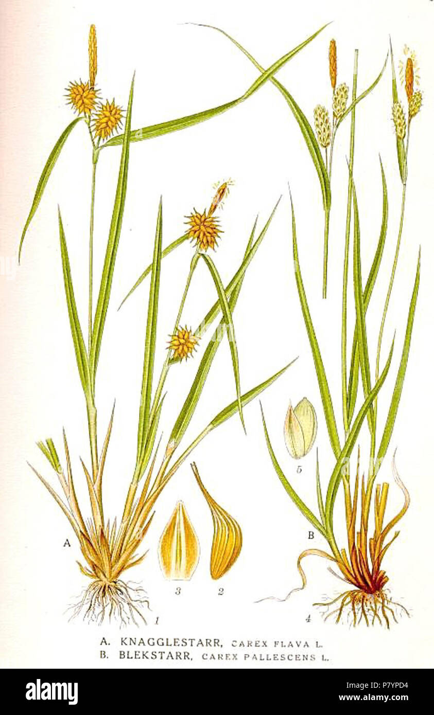 437 Carex flava, C. pallescens. Stock Photo