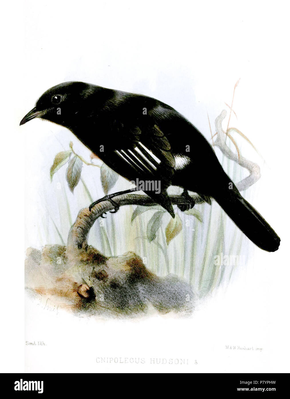 Cnipolegus hudsoni = Knipolegus hudsoni (Sharpe, 1870),  English: Hudson's Black-tyrant, adult male . 1872 (published 1873) 232 KnipolegusHudsoniSmit Stock Photo