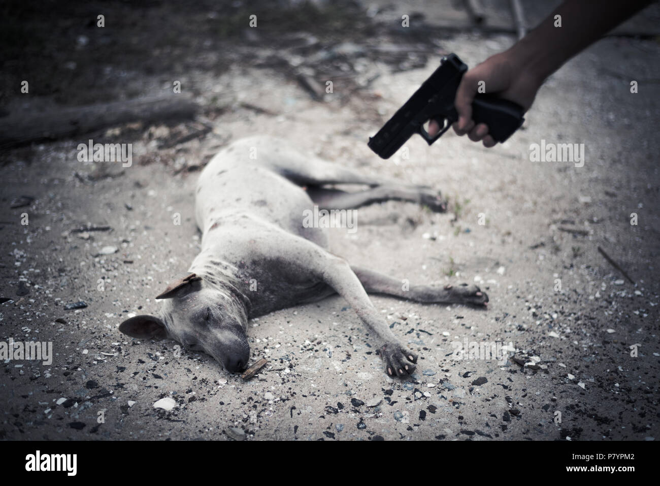 Animal cruel crime close up hires stock photography and images Alamy