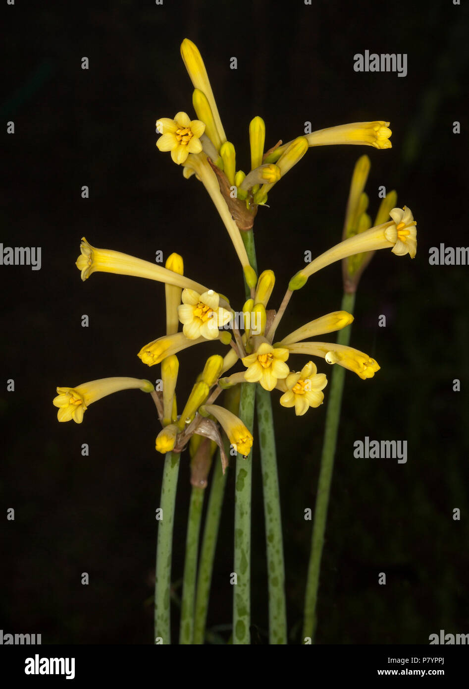 Cluster of yellow flowers of Crytanthus mackenii cultivar, South African Fire Lily, a winter flowering bulb, on black background Stock Photo