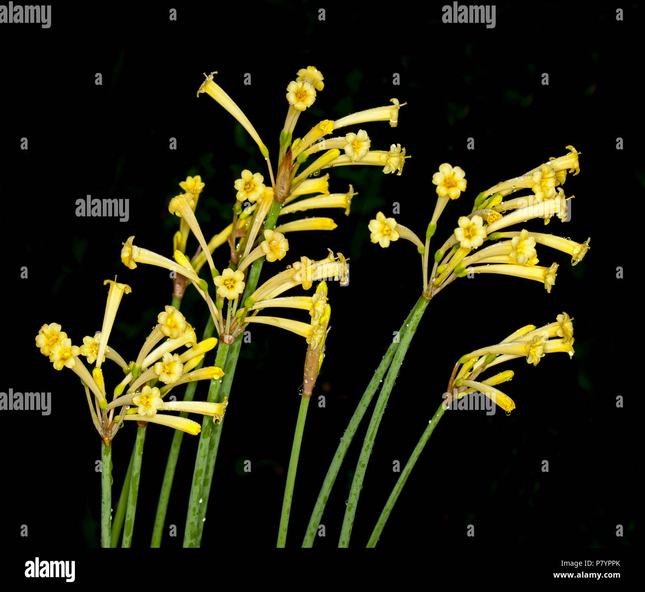 Cluster of yellow flowers of Crytanthus mackenii cultivar, South African Fire Lily, a winter flowering bulb, on black background Stock Photo
