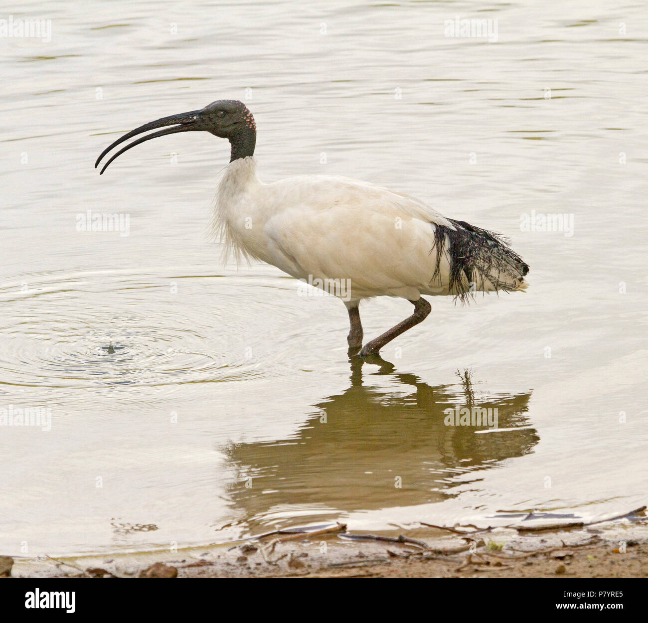 Sacred white ibis, Threskiornis molucca, with large curved bill open, wading and reflected in calm water of lake at city parkland in Australia Stock Photo