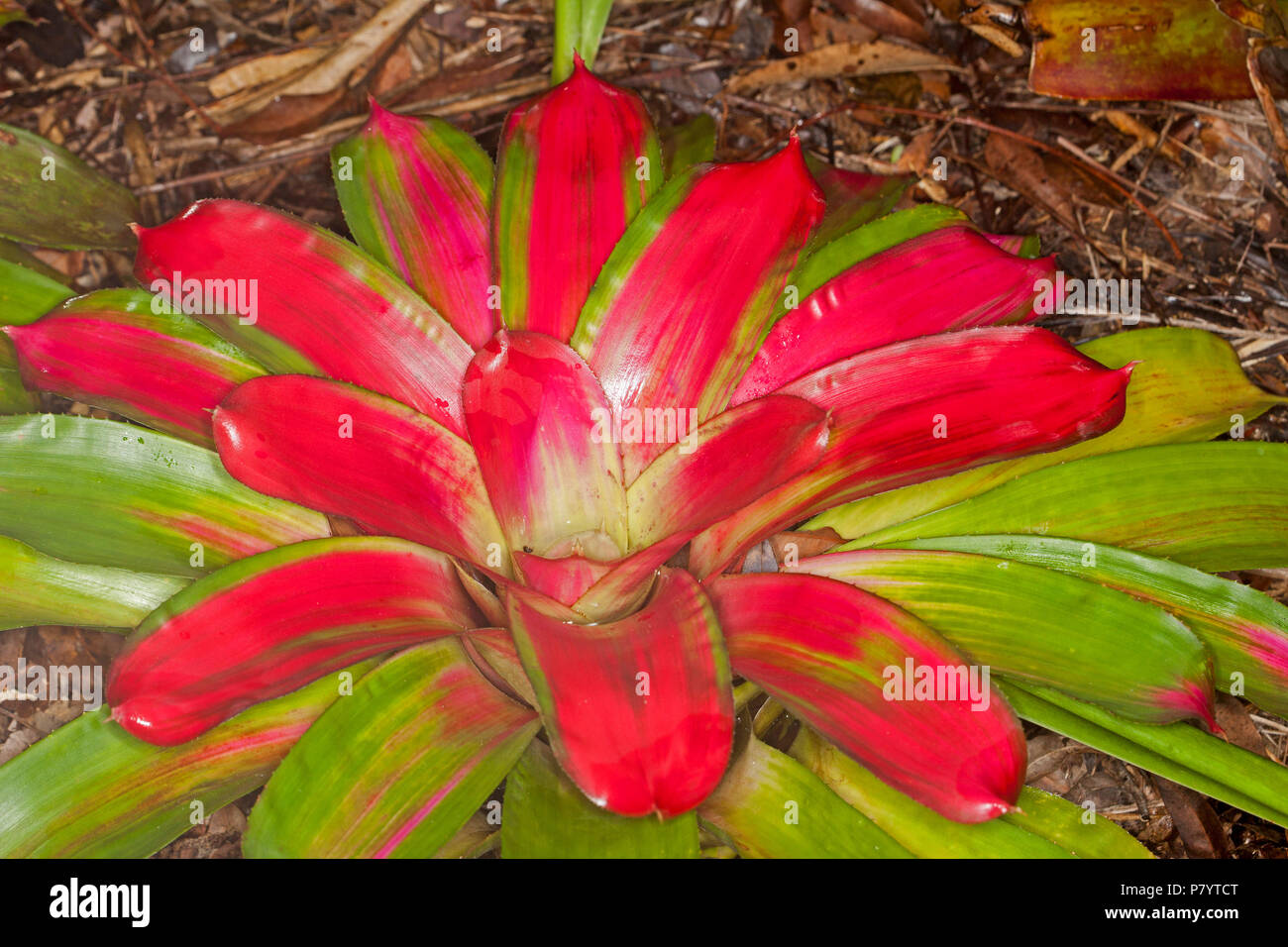 Bromeliad, Neoregelia 'Star No. 1 Performer', with vivid red and green foliage Stock Photo