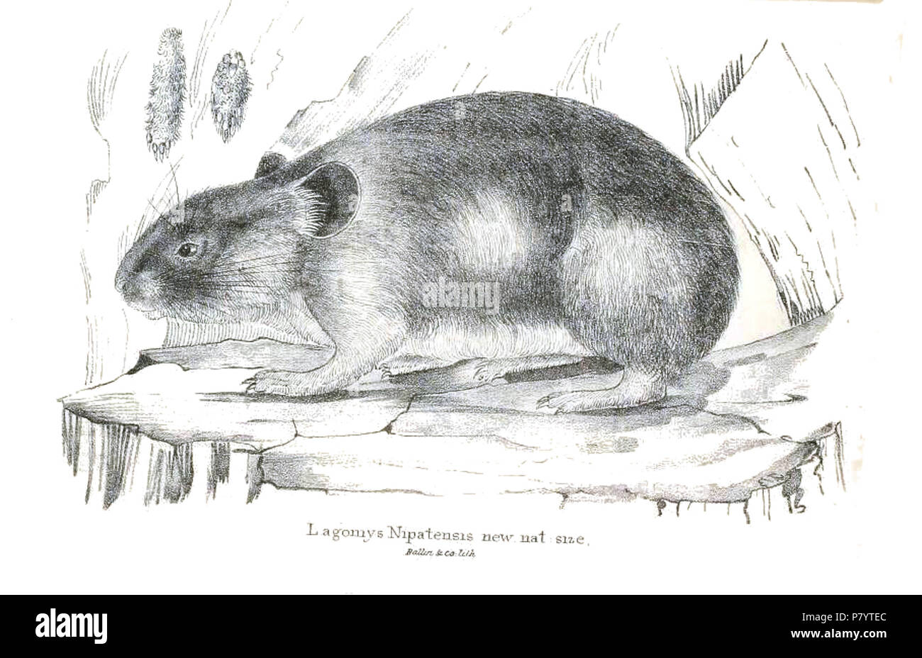 Lagomys nipalensis = Ochotona roylei nepalensis . 1841 240 Lagomys nipalensis Stock Photo