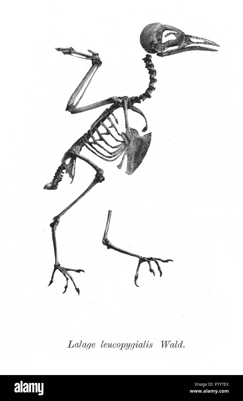 Bird skeletons. Note that the current scientific names need to be checked. Lalage leucopygialis . 1897 240 Lalage leucopygialis 167 Stock Photo