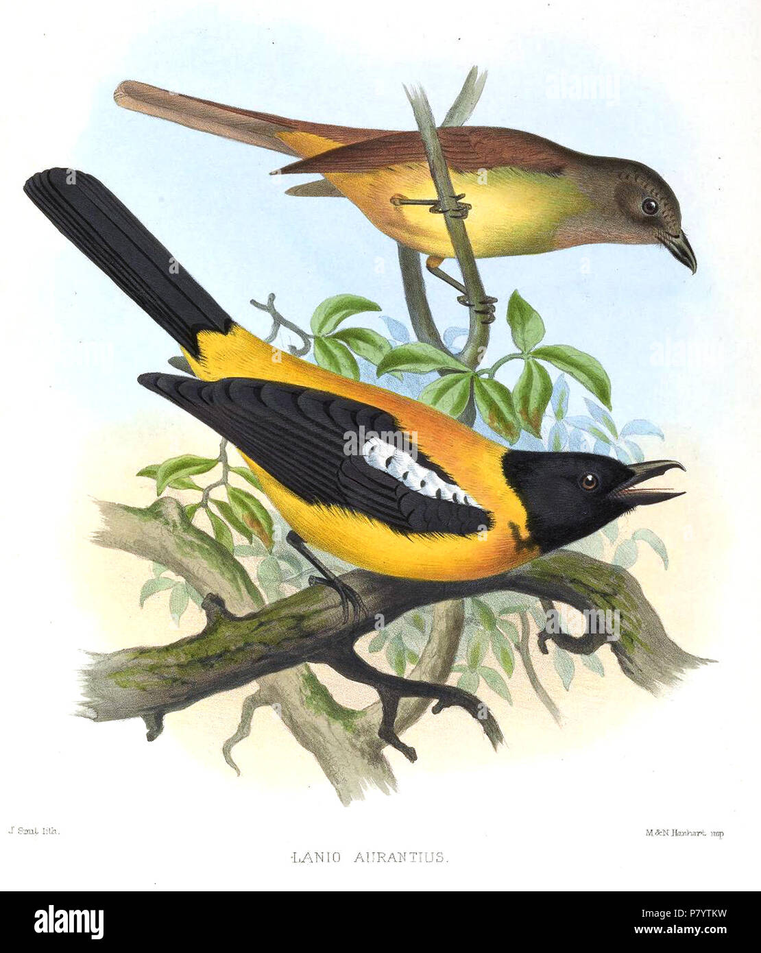 Lanio aurantius . 1869 241 LanioAurantiusSmit Stock Photo - Alamy