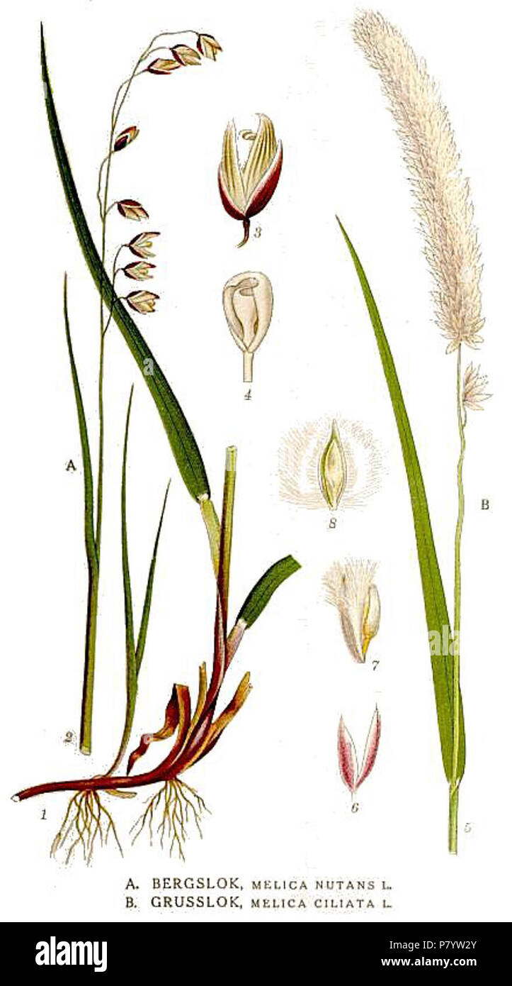 459 Melica ciliata, Melica nutans. Stock Photo