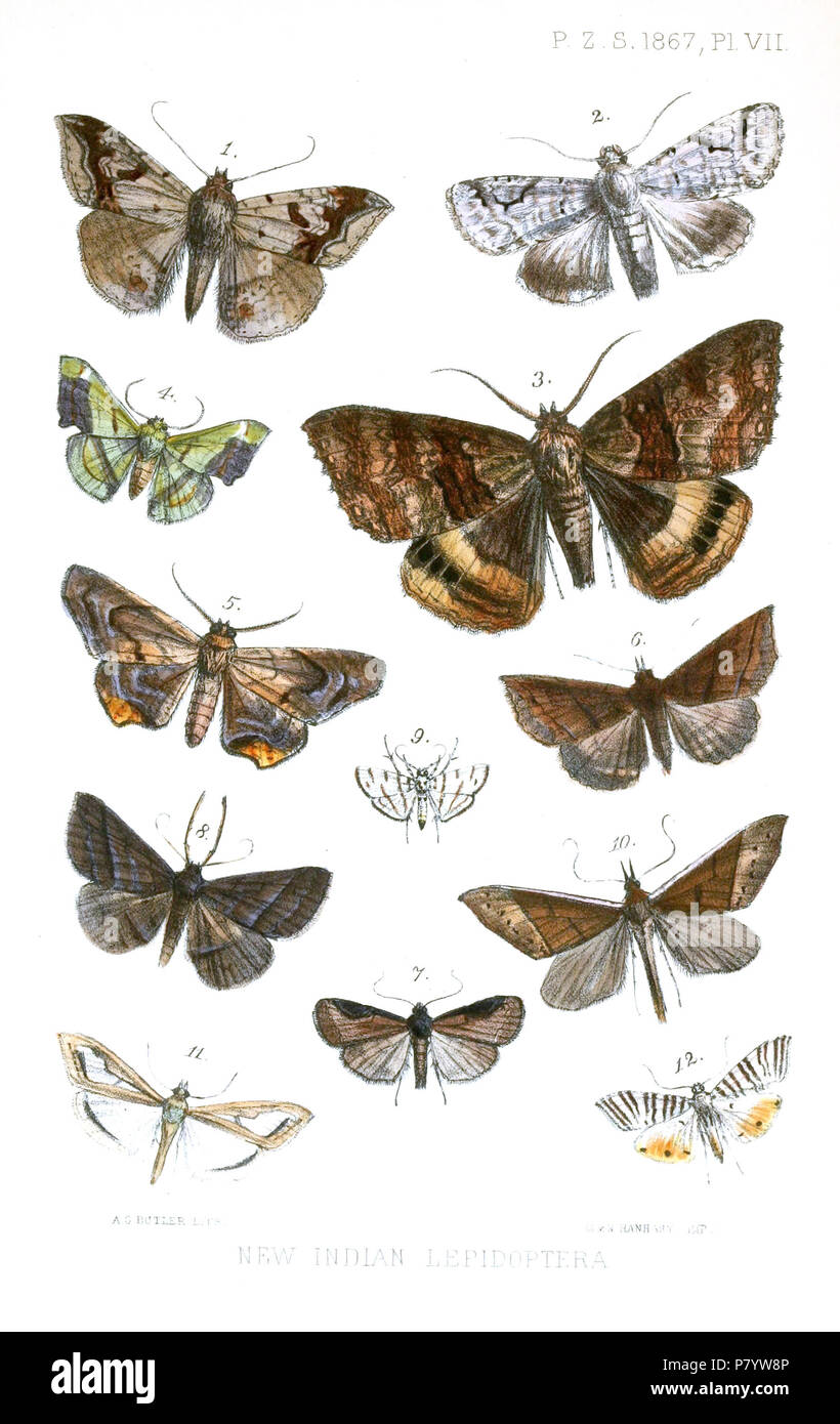 Cotuza deficiens = Ericeia eriophora (Guenée, 1852) Agriopis discalis = Bamra albicola (Walker, 1858) Tavia catocalodes = Hypersypnoides catocaloides (Moore, 1867),  Fascellina viridis = Fascellina plagiata (Walker, 1866),  Episparis tortuosalis = Episparina tortuosalis (Moore, 1867),  Talapa caliginosalis = Talapa caliginosalis Moore, 1867 Echana plicalis = Hydrillodes abavalis (Walker 1858) f. plicalis Bertula chalybealis = Cidariplura chalybealis (Moore, 1867),  Anoratha costalis = Anoratha costalis Moore, 1867,  Pycnarmon virgatalis = Pycnarmon virgatalis Moore, 1867 Glyphodes lacustralis  Stock Photo