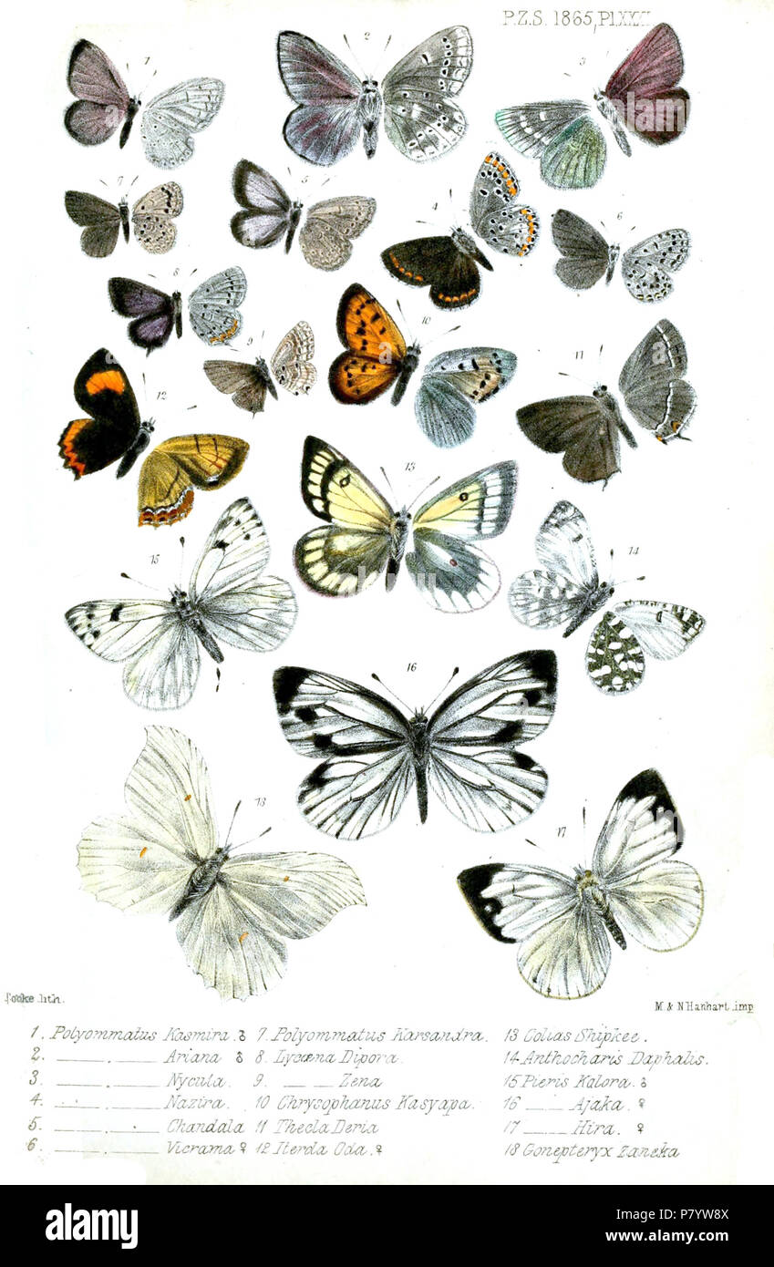 Polyommatus Kasmira = Celastrina argiolus kollari (Westwood, 1852),  [Polyommatus] Ariana = Polyommatus ariana Moore, 1865,  [Polyommatus] Nycula = Albulina galathea nycula (Moore, 1865) [Polyommatus] Nazira = Aricia agestis nazira (Moore, 1865) [Polyommatus] Chandala = Pseudozizeeria maha maha (Kollar, [1844]),  [Polyommatus] Vicrama = Pseudophilotes vicrama vicrama (Moore, 1865),  Polyommatus Karsandra = Zizeeria karsandra (Moore, 1865) Lycæna Dipora = Celastrina huegelii dipora (Moore, 1865) [Lycæna] Zena = Azanus ubaldus (Stoll, [1782]) Chrysophanus Kasyapa = Lycaena kasyapa (Moore, 1865), Stock Photo