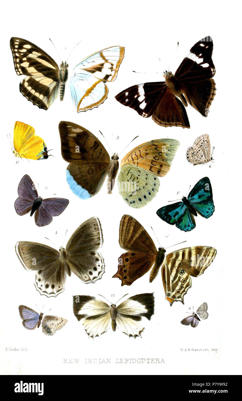 Athyma chevana = Mimathyma chevana chevana (Moore, [1866]),  Apatura sordida = Chitoria sordida sordida (Moore, [1866]),  Adolias balarama = Tanaecia julii appiades (Ménétriés, 1857),  Debis visrava = Lethe visrava (Moore, [1866]),  Zophoessa baladeva = Lethe baladeva (Moore, [1866]),  Polyommatus varunana = Chilades lajus (Stoll, [1780]) f. varunana [Polyommatus] kandura = Chilades lajus (Stoll, [1780]) f. kandura,  Polyommatus sangra = Zizina otis otis (Fabricius, 1787),  Lycænesthes bengalensis = Anthene emolus emolus (Godart, [1824]),  Poritia hewitsoni = Poritia hewitsoni hewitsoni Moore, Stock Photo
