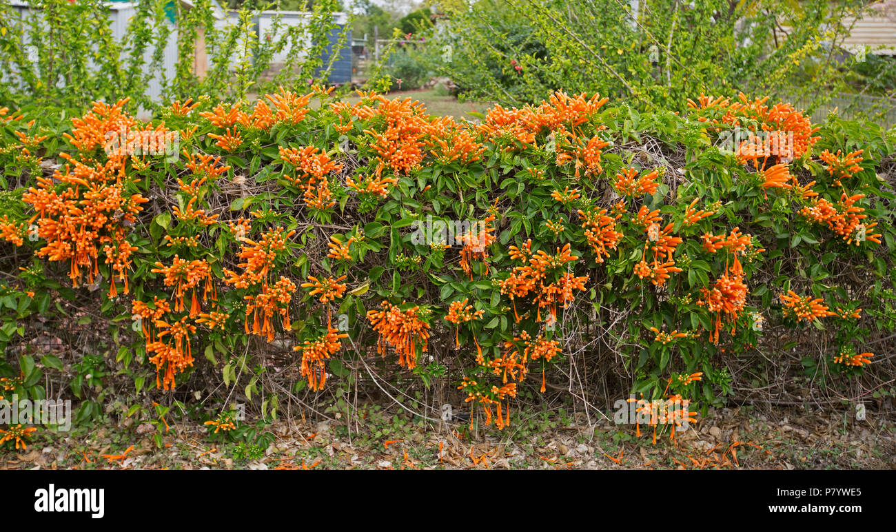 Pyrostegia venusta, Golden Glory Vine, with mass of vivid golden orange flowers and green foliage covering low fence of garden in Qld Australia Stock Photo