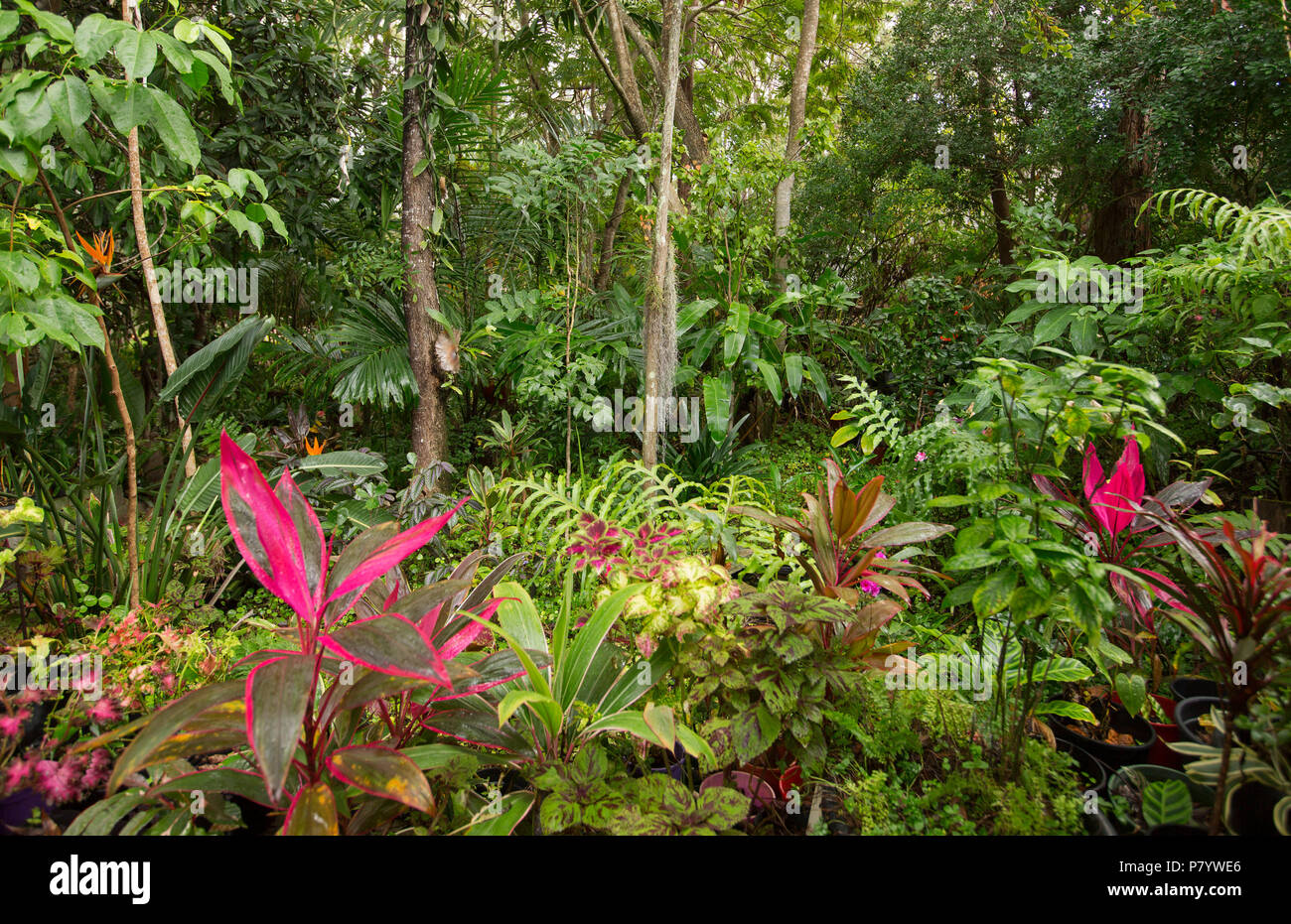 Sub-tropical rainforest garden with dense lush green foliage of trees, palms and ferns with vivid red leaves of cordylines in foreground IN Australia Stock Photo