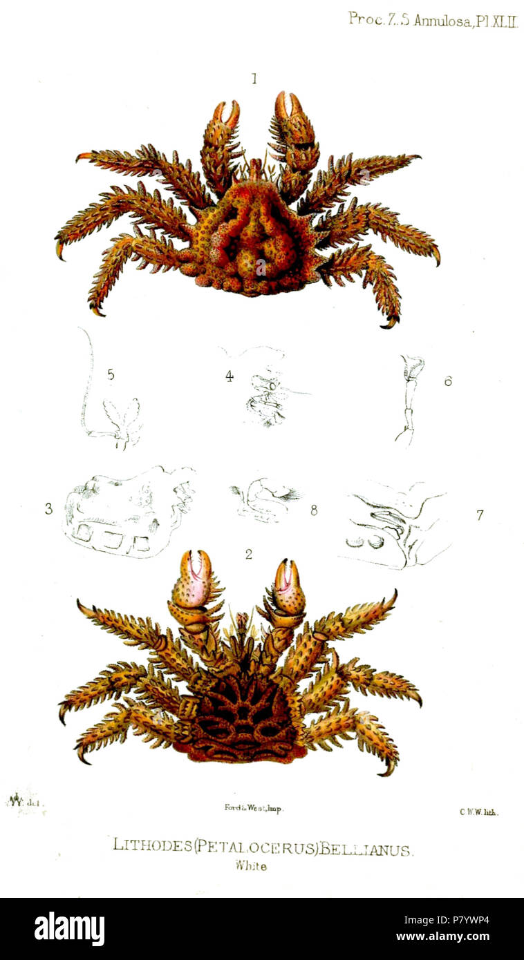 Lithodes (Petalocerus) Bellianus White = Phyllolithodes papillosus Brandt, 1848 (1: dorsal view; 2: ventral view; 3: carapace, lateral view; 4: rostrum, lateral view; 5: outer antenna with petaloid process; 6: inner antenna; 7: carapace, lateral view with last pereiopod; 8: maxillopod) English: Flatspine Triangle Crab . 1856 (published 1857) 248 LithodesBellianusWestwood Stock Photo