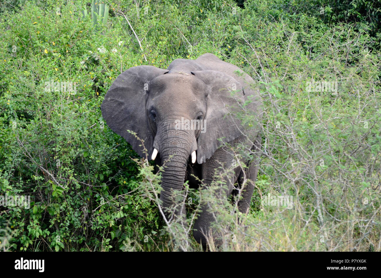 Young elephant walking face on in Queen Elizabeth National Park, Uganda, East Africa Stock Photo