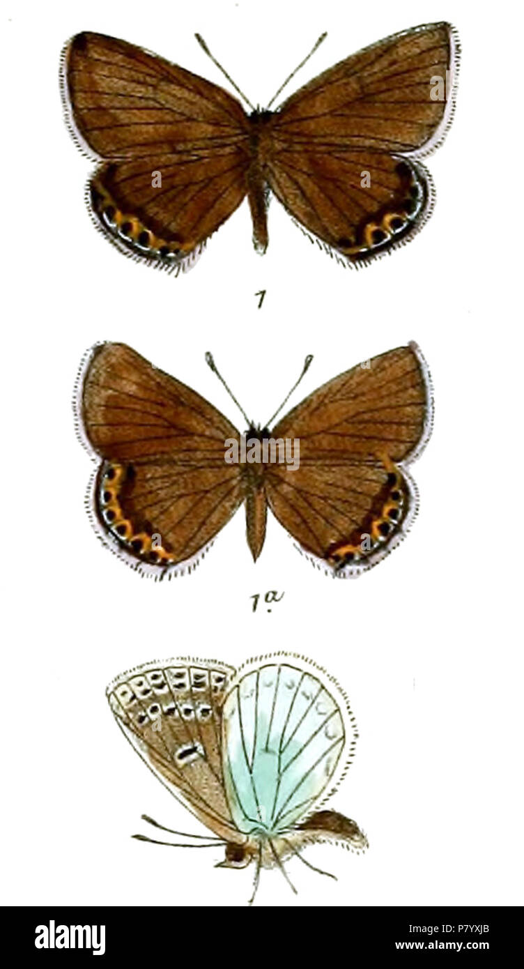Albulina felicis (male, female, male underside) . between 1910 and 1911 252 LycaenaFelicis 641 Stock Photo