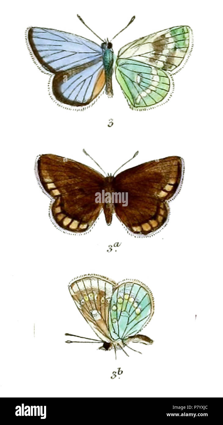 Albulina metallica (male, female, female underside) . between 1910 and 1911 252 LycaenaMetallica 641 Stock Photo