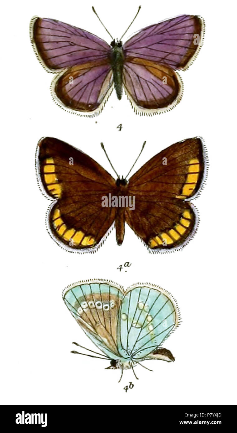 Albulina galathea nycula (male, female, female underside) . between 1910 and 1911 252 LycaenaNycula 641 Stock Photo