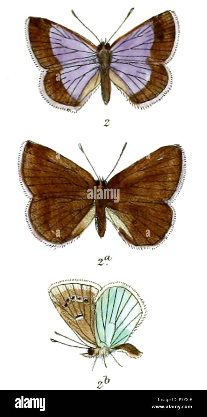 Albulina omphisae (male, female, male underside) . between 1910 and 1911 252 LycaenaOmphisa 641 Stock Photo