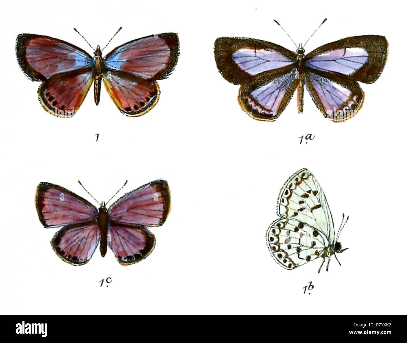 Butterfly study photo hi-res stock photography and images - Alamy