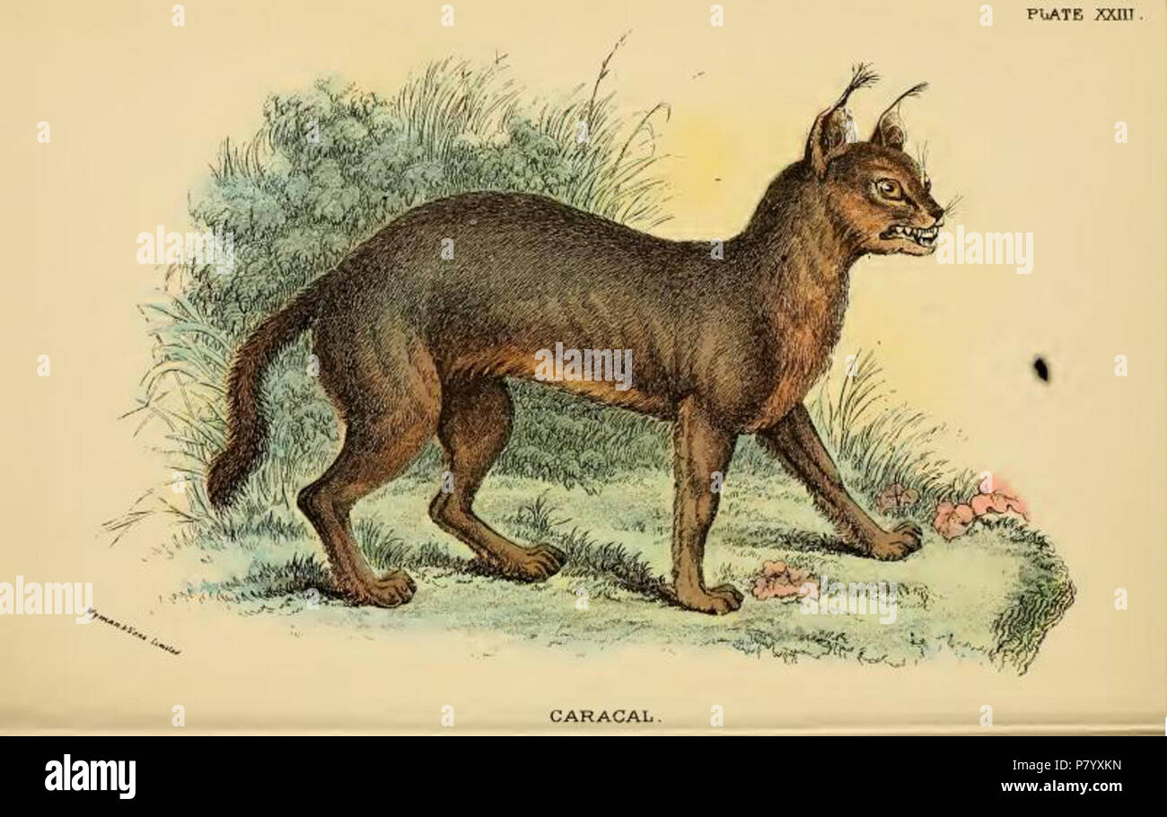 Caracal illustration hi-res stock photography and images - Alamy