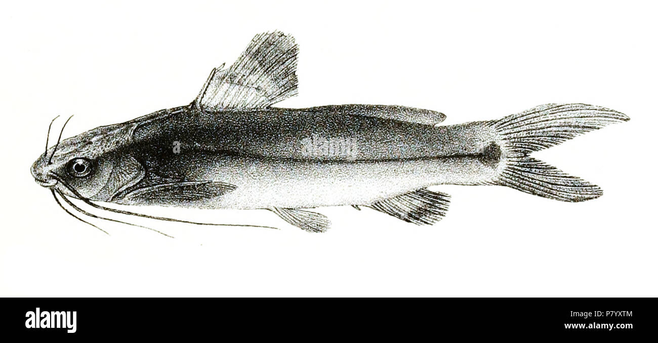 Mystus armatus syn. Macrones armatus The species names / identity need verification. The original plates showed the fishes facing right and have been flipped here. Macrones armatus . 1878 254 Macrones armatus Mintern 101 Stock Photo