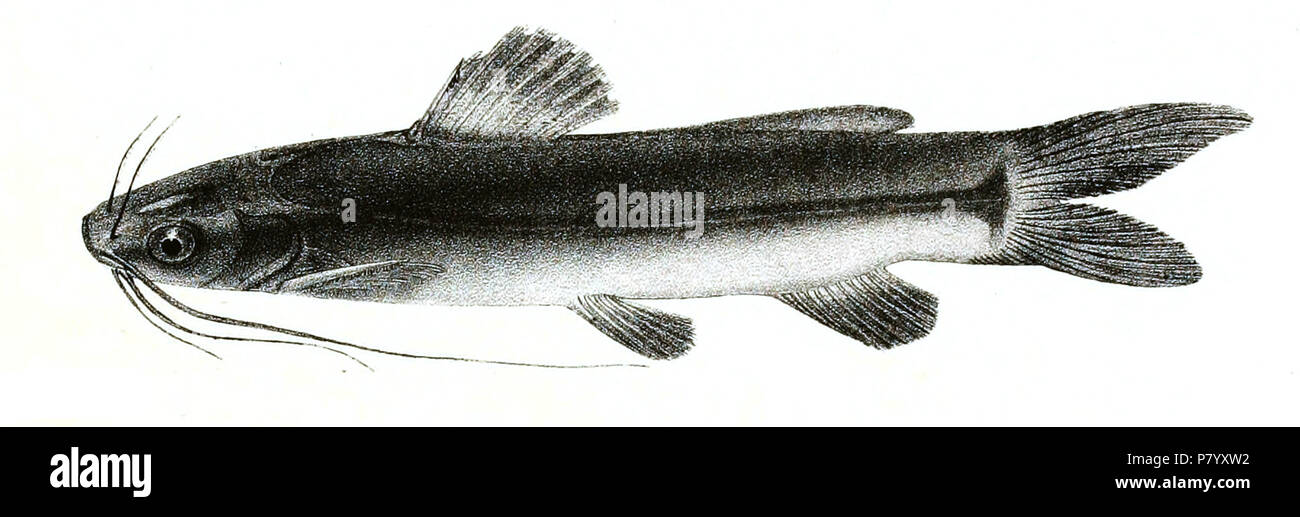 Mystus malabaricus syn. Macrones malabaricus The species names / identity need verification. The original plates showed the fishes facing right and have been flipped here. Macrones malabaricus . 1878 254 Macrones malabaricus Mintern 101 Stock Photo