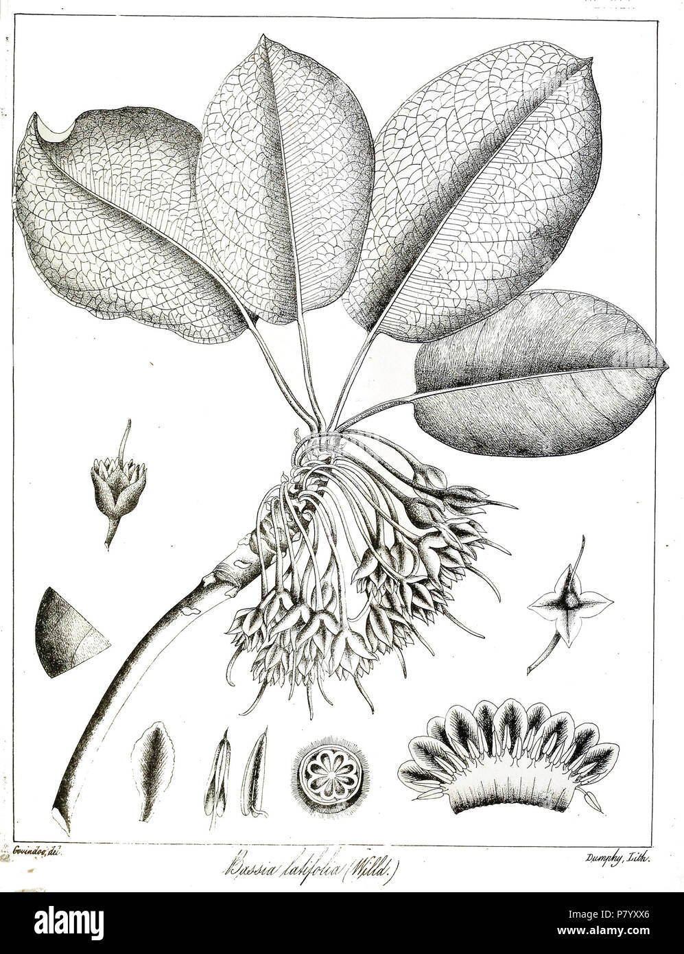 Madhuca longifolia . 1873 254 Madhuca longifolia Govindoo Stock Photo