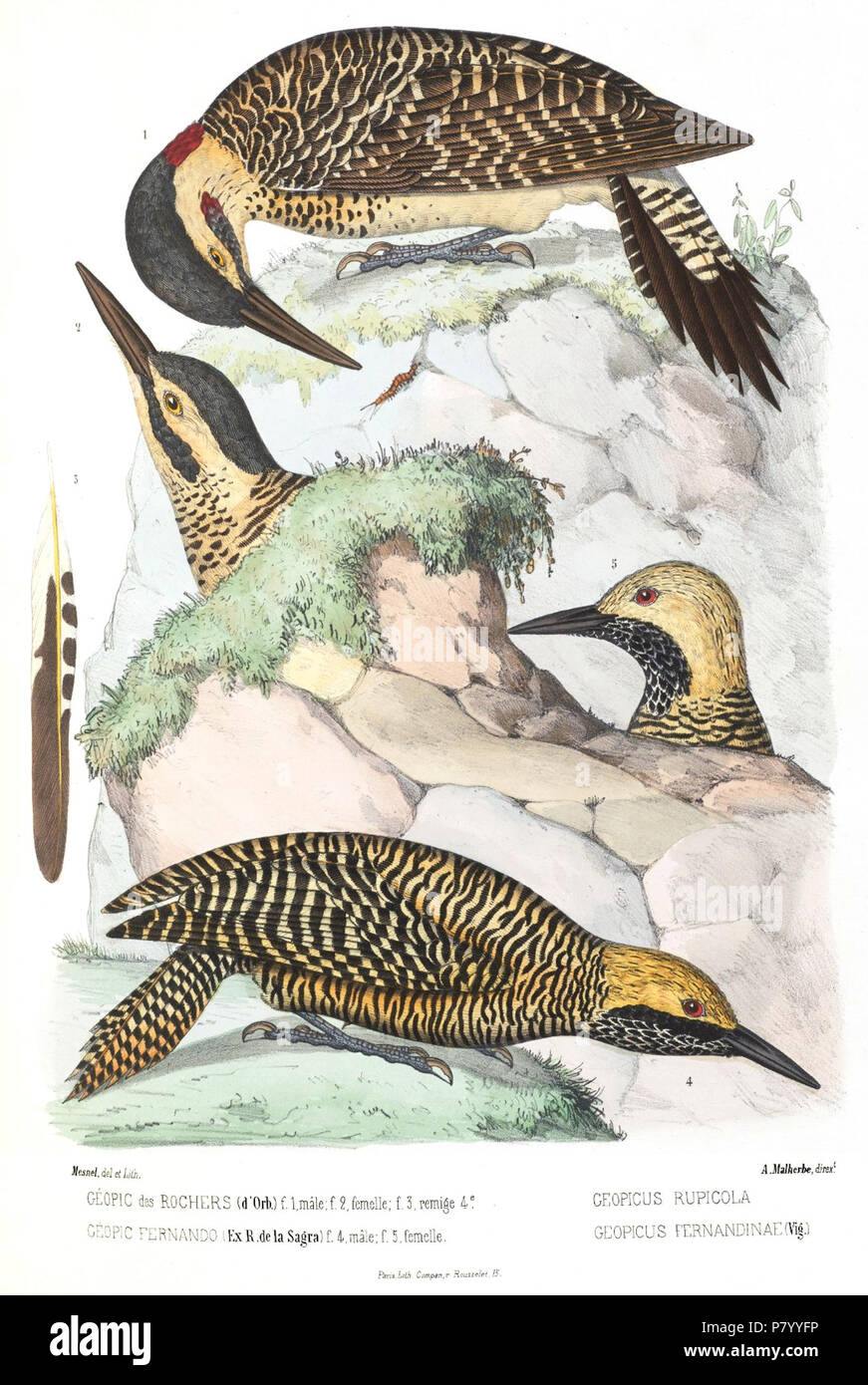 Woodpecker plates from the work of Alfred Malherbe (14 July 1804 – 14 August 1865) Colaptes rupicola, Colaptes fernandinae . 1863 257 Malherbe 113 Stock Photo