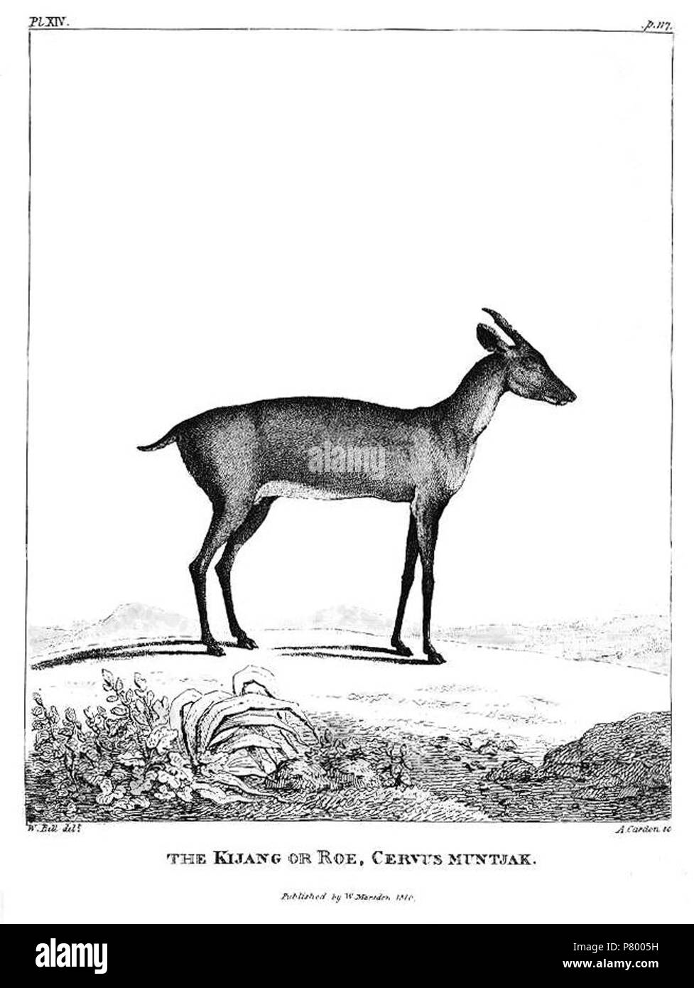 Deutsch: William Marsden: The History of Sumatra. Tafel XIV: Kijang or Roe . 1811 261 Marsden - Pl. XIV - The Kijang or Roe Stock Photo