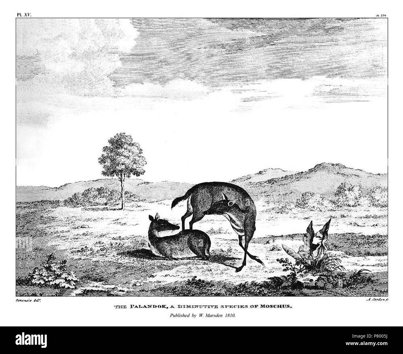 William marsden Cut Out Stock Images & Pictures Alamy