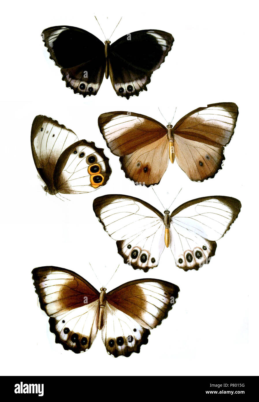 Female form below Cut Out Stock Images & Pictures - Alamy