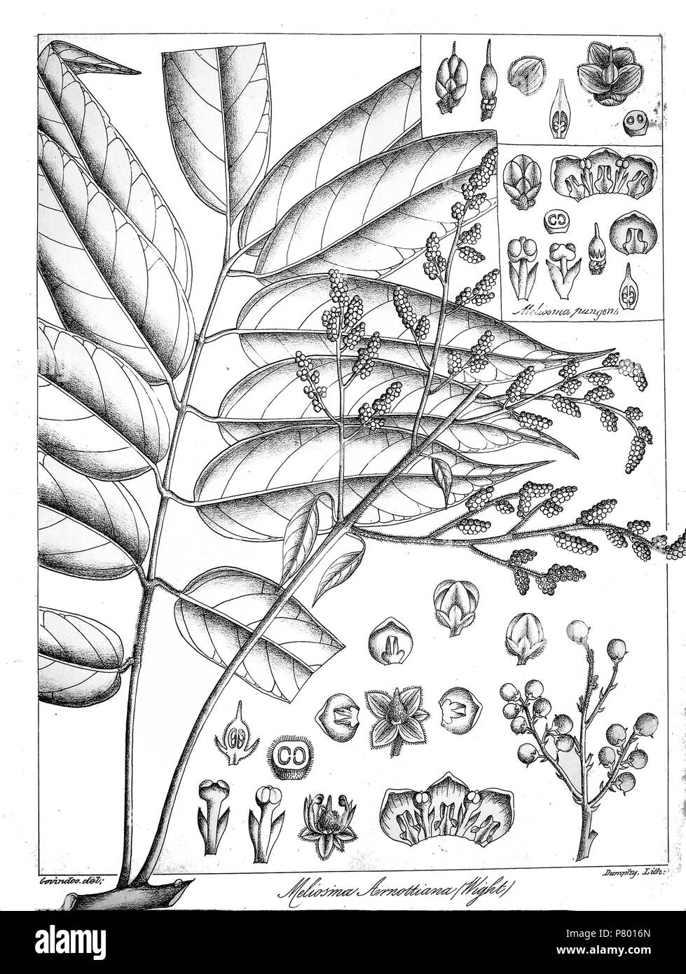Meliosma arnottiana . 1873 265 Meliosma arnottiana Govindoo Stock Photo