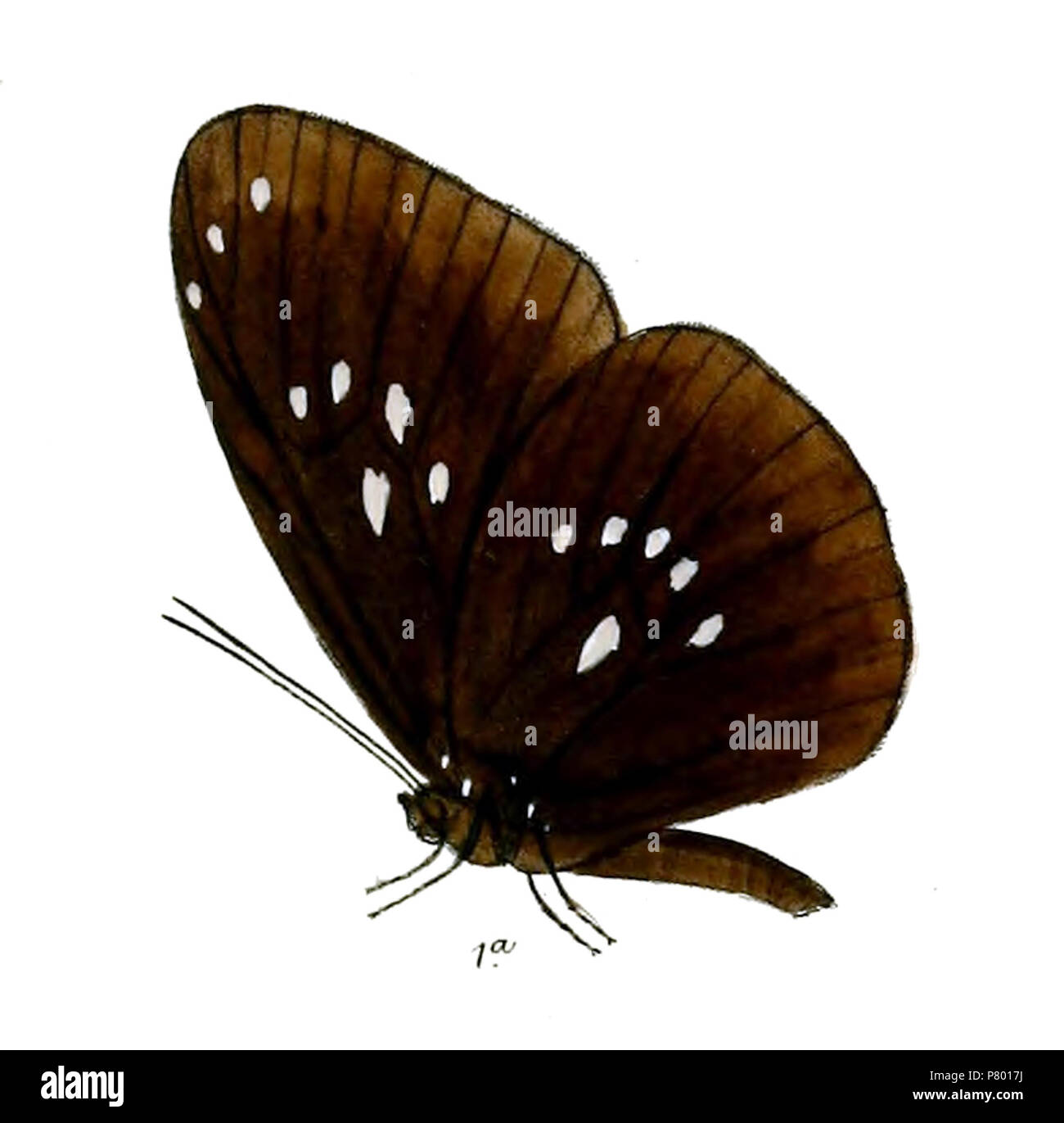 Climena hi-res stock photography and images - Alamy
