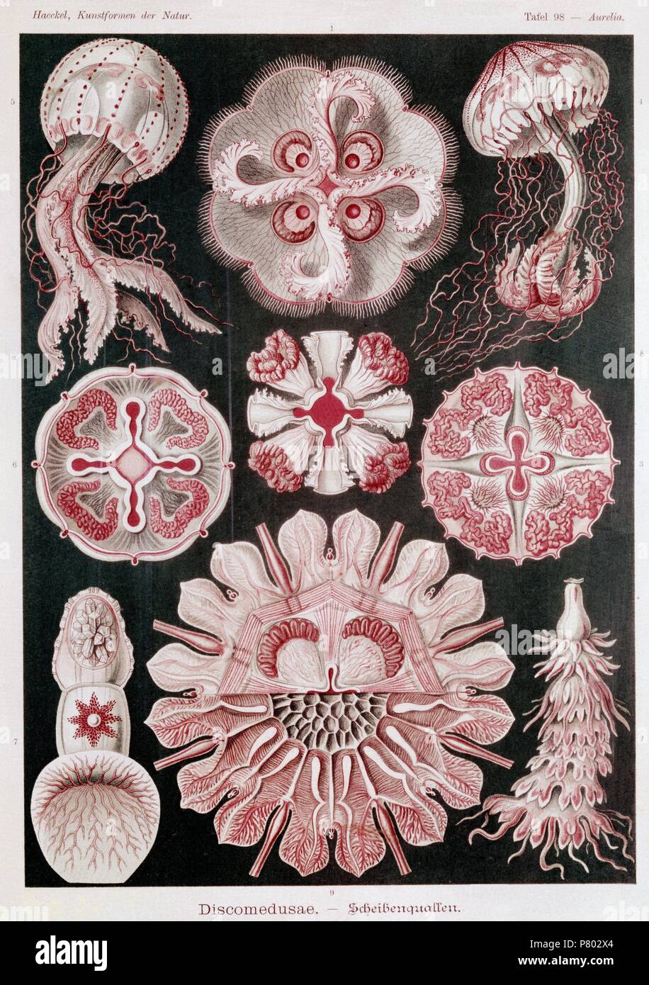 LAMINA DE MEDUSAS. Location MUSEUM OF NATURAL HISTORY, MADRID, SPAIN