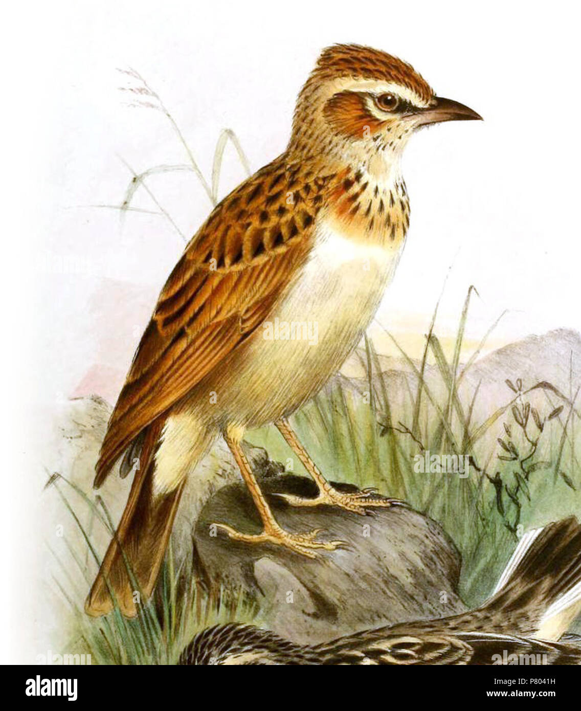 English: Fawn-coloured lark, Calendulauda africanoides intercedens Reichenow, 1895, in the third of five volumes of G. E. Shelley's Birds of Africa (1896 to 1912) . 1902 274 Mirafra 2 Gronvold, Calendulauda africanoides intercedens Stock Photo