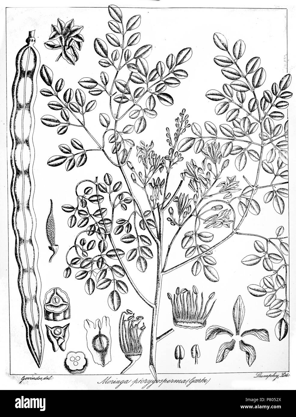 Moringa pterygosperma . 1873 277 Moringa pterygosperma Govindoo Stock Photo