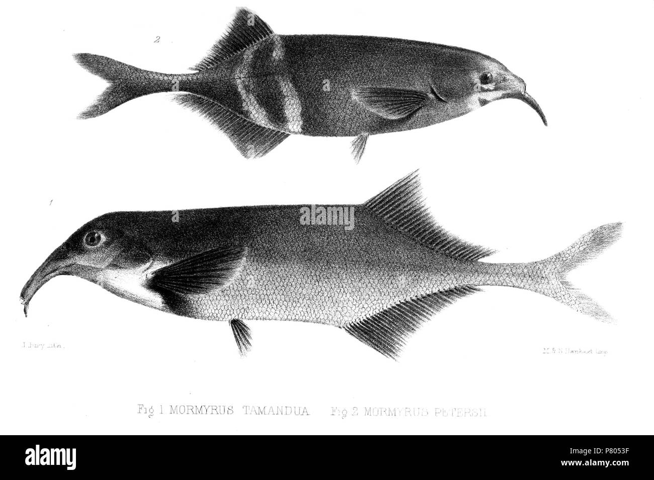 Mormyrus tamandua = Campylomormyrus tamandua (Günther, 1864) Mormyrus petersii = Gnathonemus petersii (Günther, 1864) English: Elephantnose Fish (above); Wormjawed Mormyrid (below) . 1864 (published 1865) 277 MormyrusJury Stock Photo