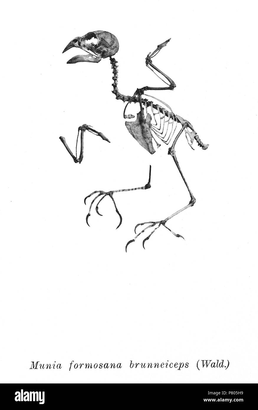 Bird skeletons. Note that the current scientific names need to be checked. Munia formosana brunneiceps . 1897 279 Munia formosana brunneiceps 204 Stock Photo
