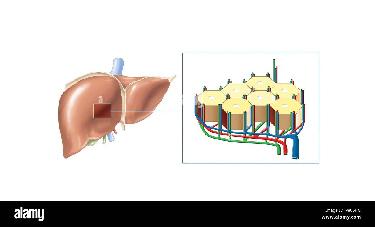 Louble Liver lobule illustration hi-res stock photography and images - Alamy
