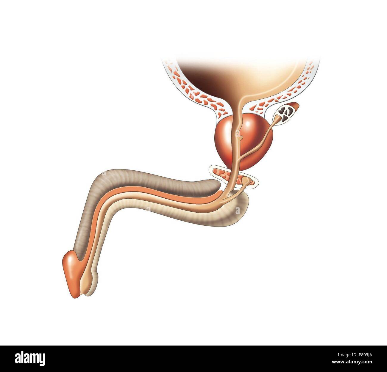 Male urethra. Stock Photo