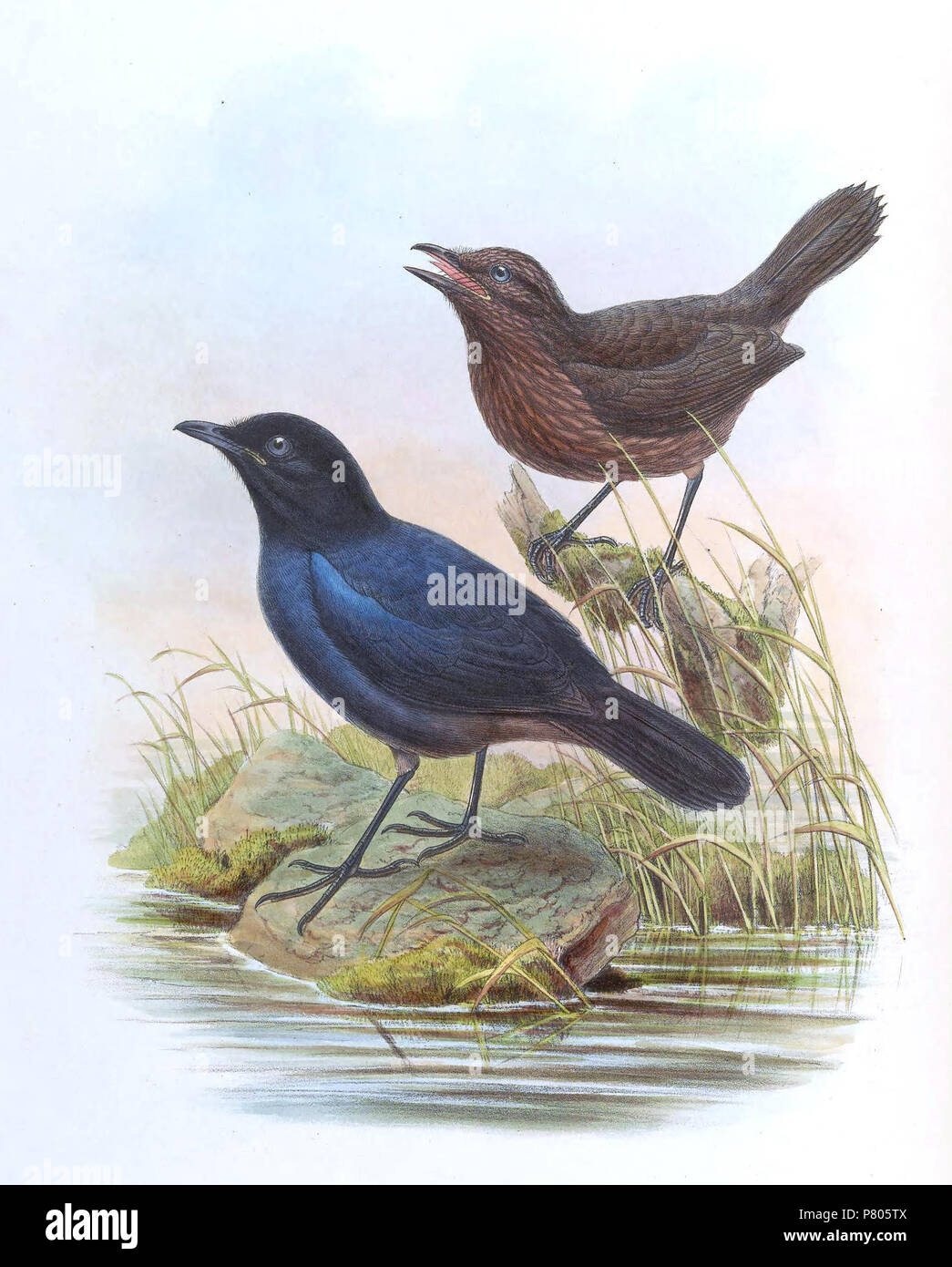 Myophonus hires stock photography and images Alamy