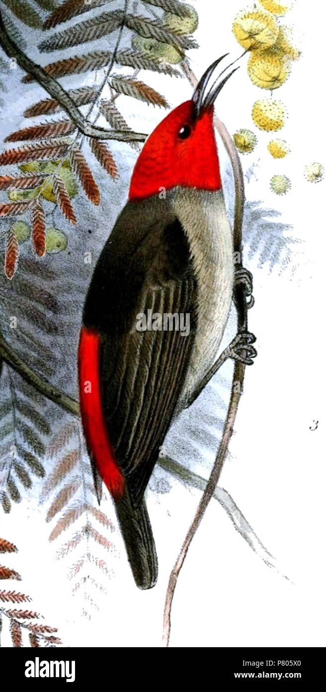 [Myzomela] adolphinæ = Myzomela adolphinae Salvadori, 1876,  English: Adult male Mountain Myzomela . 1879 (published 1880) 280 Myzomela adolphinae Stock Photo