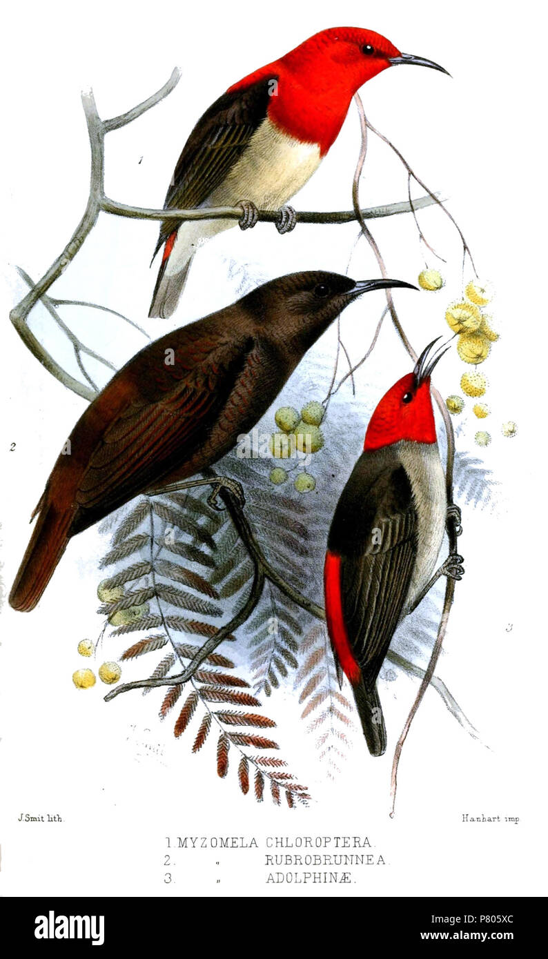 (top) Myzomela chloroptera = Myzomela chloroptera chloroptera Walden, 1872,  (bottom left) [Myzomela] rubrobrunnea = Myzomela obscura rubrobrunnea A.B.Meyer, 1874,  (bottom right) [Myzomela] adolphinæ = Myzomela adolphinae Salvadori, 1876,  English: Adult males of Sulawesi Myzomela (top), Red-brown Myzomela (bottom left), Mountain Myzomela (bottom right) . 1879 (published 1880) 280 MyzomelaSmit Stock Photo