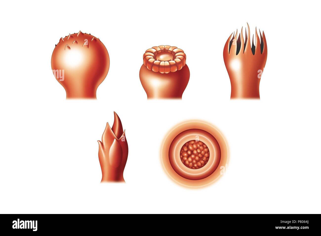 Types of taste buds Stock Photo: 211446498 - Alamy