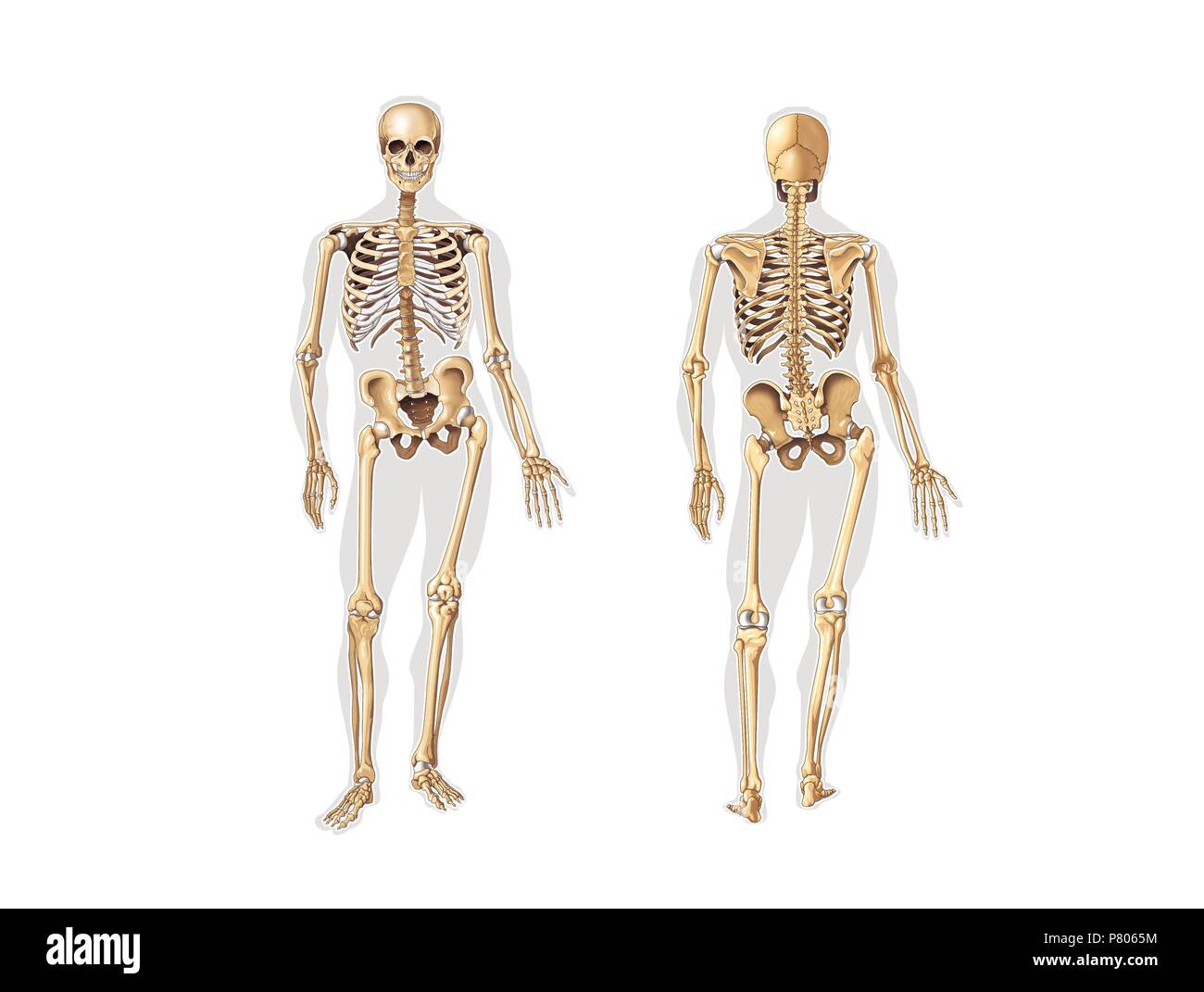 Craneos Cut Out Stock Images & Pictures - Alamy
