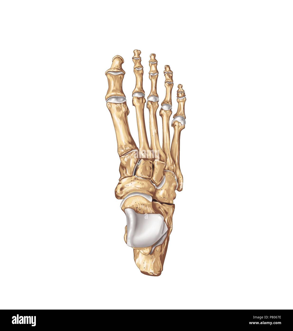 Foot Bones Unlabeled