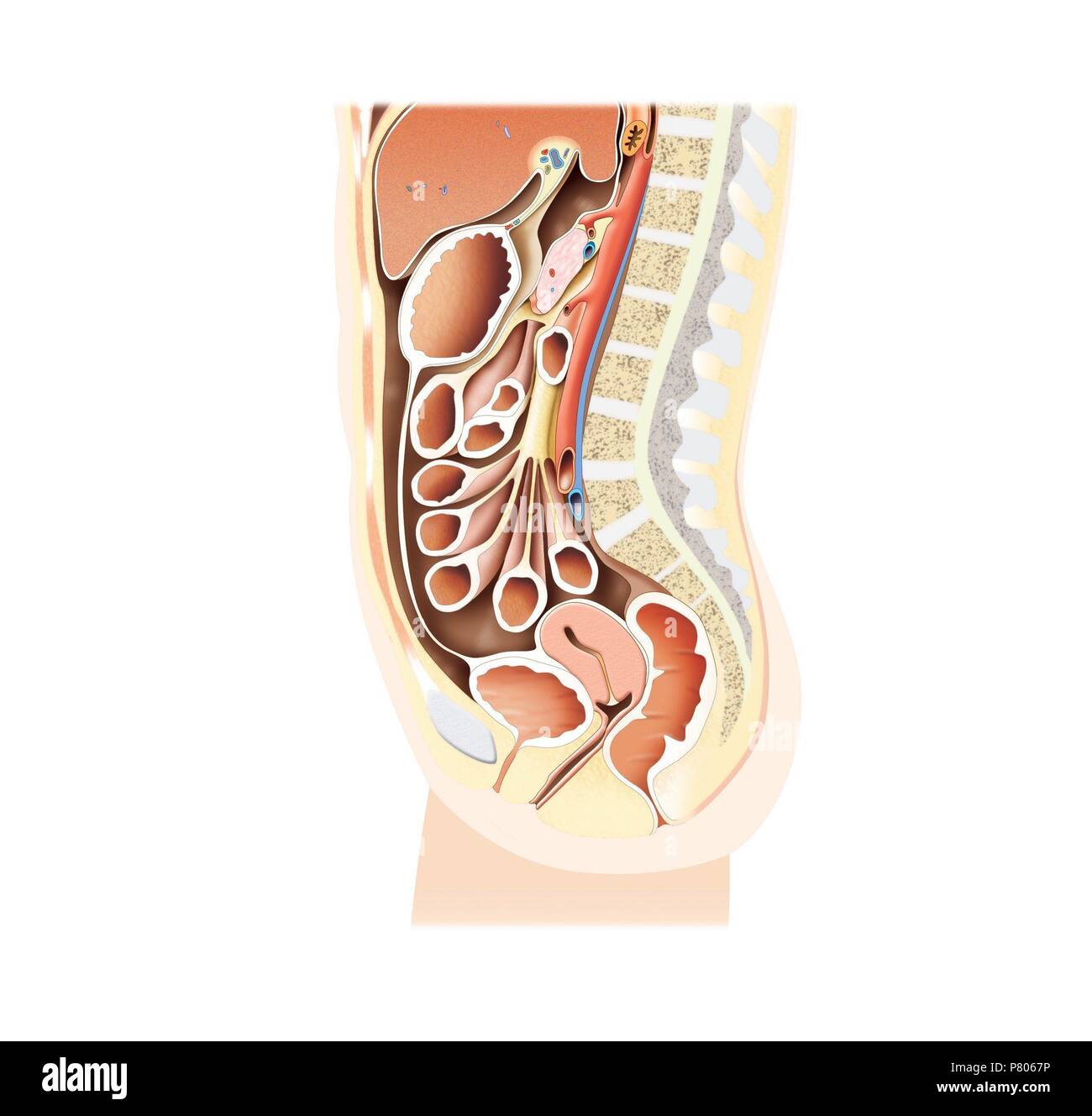 Sagittal section of the abdomen of a woman Stock Photo Alamy